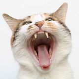 Для чистки зубов