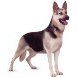 Взрослые (1-6 лет)