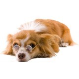 Пожилые (старше 7 лет)