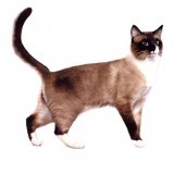 Взрослые кошки (1-6 лет)