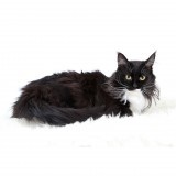 Пожилые кошки 7+ лет