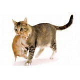 Котята и Беременные кошки