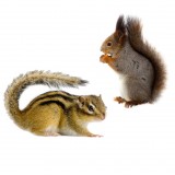 Для белок и бурундуков