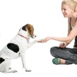 Для дрессуры