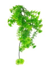 Декоративное растение для террариума Turtle Plant Horn Fern
