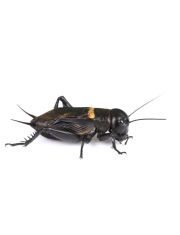 Живой корм для рептилий Сверчок двупятнистый 1,5-2,5см