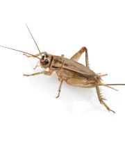 Живой корм для рептилий Сверчок домовой 1,5-2см 