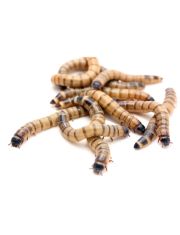 Живой корм для рептилий Зофобас 