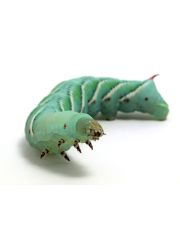 Живой корм для рептилий Гусеница табачного бражника 