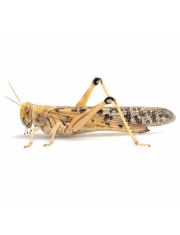 Живой корм для рептилий Саранча (имаго,предимаго) 