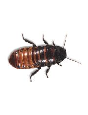 Живой Корм для рептилий Таракан мадагаскарский 