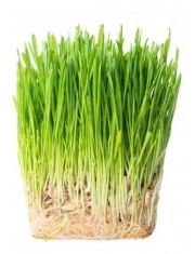 Пророщенные Ростки рожь/ячмень/пшеница/овес