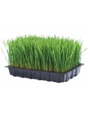 Тортик пророщенный, овес