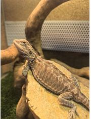 Живая Ящерица Бородатая Агама