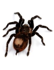 Живой Паук-птицеед Lasiodora parahybana, Ласиодора Парахибана