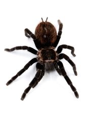 Живой Паук-птицеед Brachypelma vagans, Брахепельма Ваганс