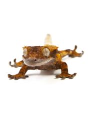 Живой геккон Бананоед реснитчатый Correlophus ciliatus