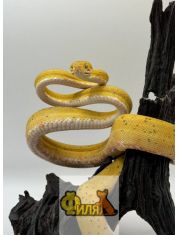 Живой Удав садовый M цветной