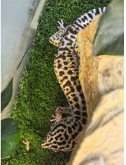 Живой Эублефар иранский (самка)